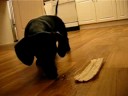 Delilah hunts a bug