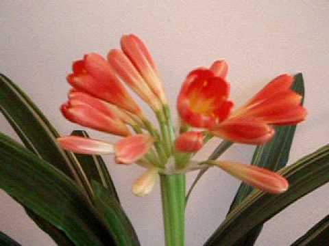 how to harvest clivia seeds