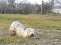 Dog Dancing Tricks No.2 - Bow