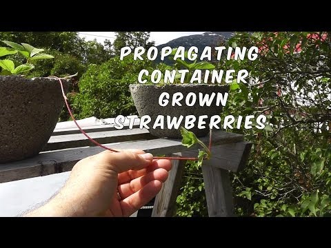 how to cut and replant strawberry runners