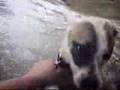 DEWAR FIRE DEPARTMENT DOG RESCUE