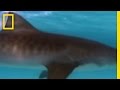 Tiger Sharks vs. Turtles