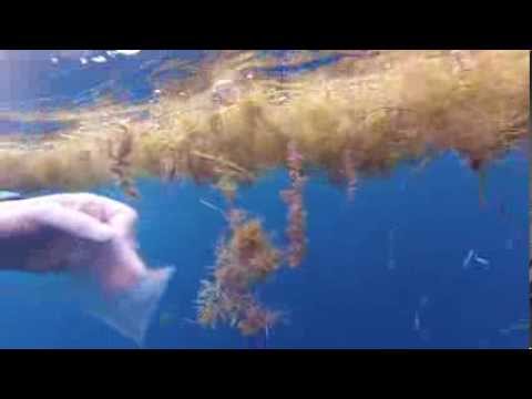 Rescuing a plastic bag from under a tide line (in beautiful blue water)