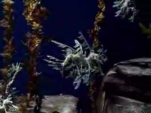 Leafy Sea Dragon