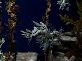 Leafy Sea Dragon