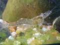 ghost shrimp BABY to  MOTHERHOOD エビ crevettes 蝦hiponGarnelen tôm udang الروبيان