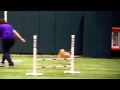 Sumo Runs Open FAST at... View Video