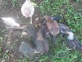 Click here to watch this video pisu 2.wmv