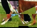 boxers on the move