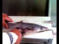 fish filleting part 4:skin a dog