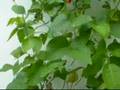 Weather Manipulation - Chemtrails and beans
