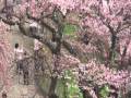 2010.�����뤵����ޤĤ� ŷ��դ����į�᭡.wmv:YouTube������=31��