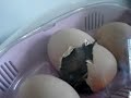 Baby Chicks Hatching