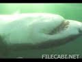 Great White Sharks