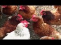 Veridian Dynamics. Food. Yum. (YouTube)