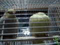 Cockatiel Play Time!!!