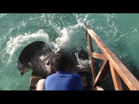 Asombroso! Una mantarraya se acerca a un bote para pedir comida - VIDEO