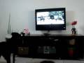 videos de Labradora que Assiste TV 2