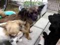 videos de Elvis leker