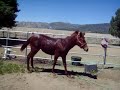 Cute horse