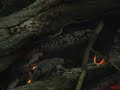 Emergency Shelter Fire With Birch Bark Paul Tarsitano Emergency Shelter Fire With Birch Bark Paul Tarsitano