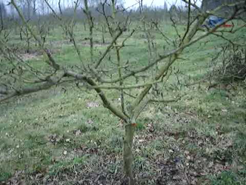 how to prune an apple tree video