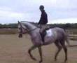 Crocodile Dundy Z- Show Jumping Stallion
