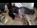 Catifa i Lola recient despertades