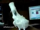 Cacatua Metalera