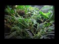 clone flowering under ...