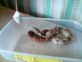 Boa Constrictor Jessie striking at mouse