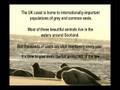 LOOK OUT for SEALS