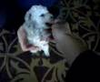 Caniche video