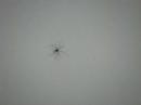 Weird Spyder