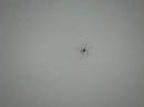 Weird Spyder