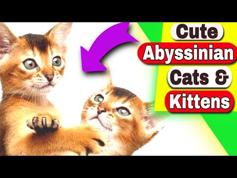 Abyssinian Cats - Are Abyssinian cats cuddly?