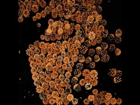 Pine cones - Goodbye Art