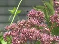 Native Plants for balance Native Plants for balance
