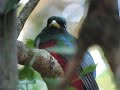 Narina Trogon