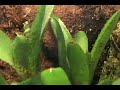 cayo de agua pumilio in exo terra