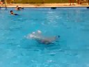 natacion sincronizada