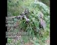 lone-hunter-pre-rele