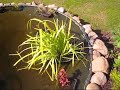 Goldfish pond in my garden