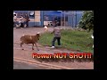 hilarious crazy ass goat terrorizes people in the streets real life mountain dew attack goat