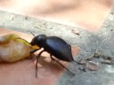 Tentyria peirolei eating grape