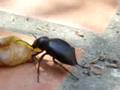 Tentyria peirolei eating grape