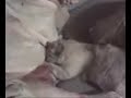 The cat nursing from my dog The cat nursing from my dog