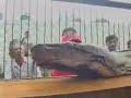 Largest Python Ever Discovered in Indonesia