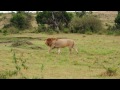 Two lions
