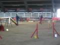 videos de riccardo e asia agility 2  voghera dicembre 08
